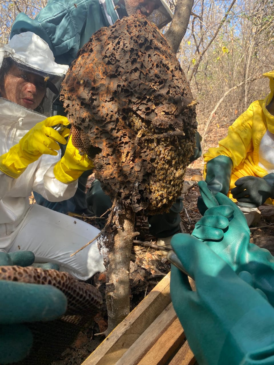 Curso de Apicultura estimula a produção de mel em Curral Novo