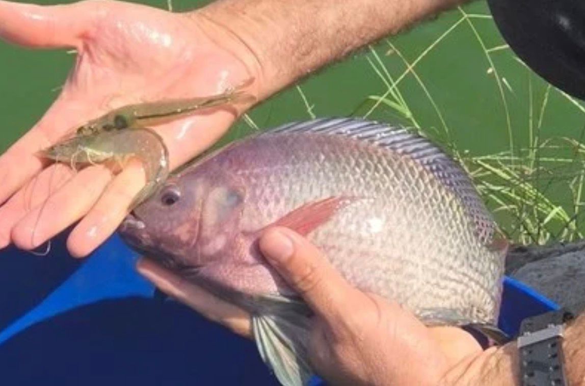 Tecnologia e integração impulsionam a aquicultura no litoral do Piauí