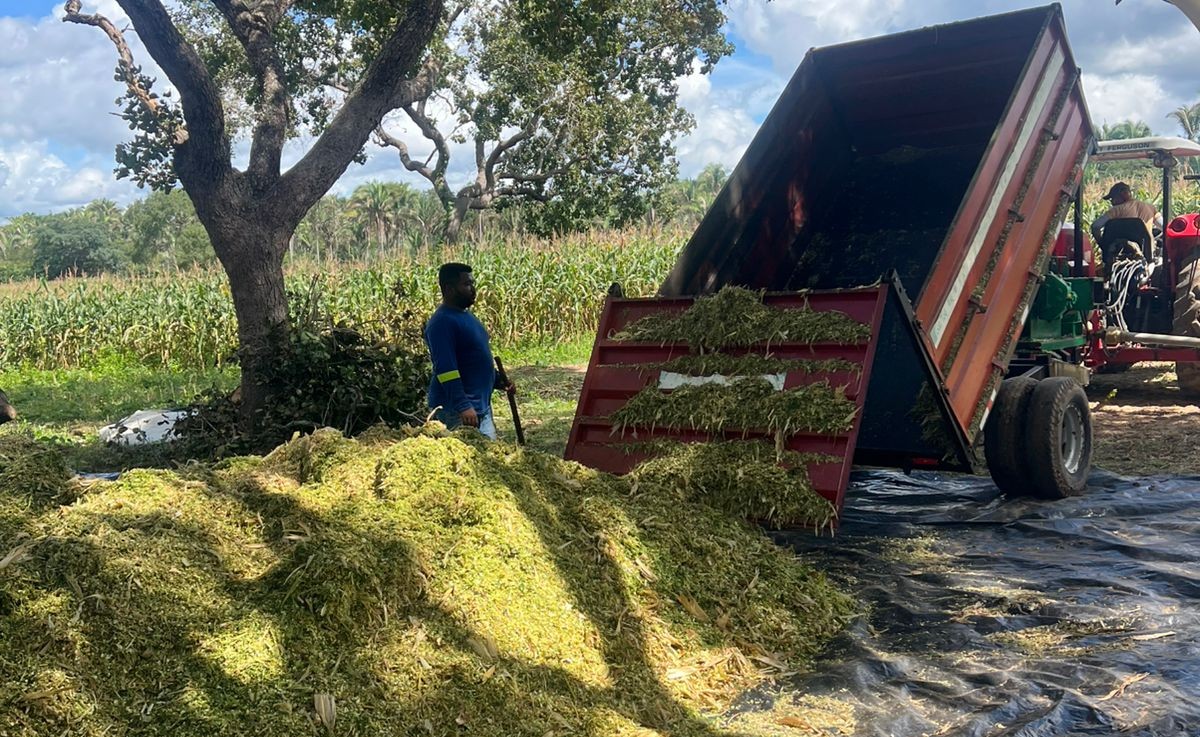 Produtor de Landri Sales alcança alta produtividade com produção de silagem e apoio técnico do Senar